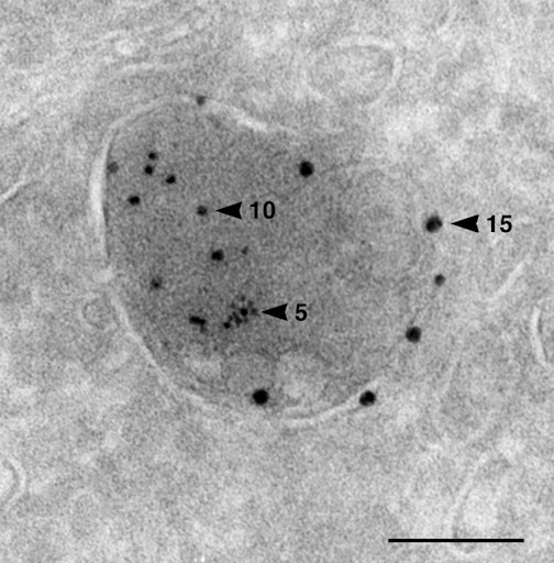 An external file that holds a picture, illustration, etc., usually as some form of binary object. The name of referred object is rmmj-3-1-e0001_Figure1.jpg